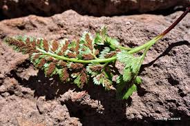 Image result for Asplenium adiantum-nigrum