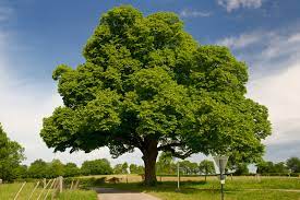 Chestnut Trees Lovetoknow