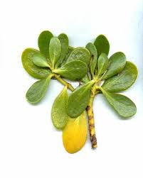 Image result for Scaevola plumieri