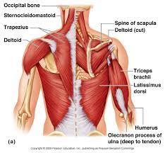 Large flat muscle on the back that stretches to the sides, behind the arms and partly covered by the trapezius. Image Result For Upper Back Muscle Diagram Human Body Anatomy Arm Muscle Anatomy Muscle Anatomy