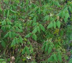 Image result for Cardiospermum grandiflorum