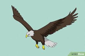 Download now 119 burung elang clipart gratis domain publik vektor. 4 Cara Untuk Menggambar Elang Wikihow