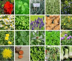 How to start a medicinal herb garden. 35 Easy To Grow Medicinal Plants To Make Your Own Herbal Remedies