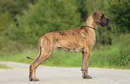 Resultado de imagem para DEUTSCHE DOGGE