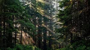 Keragaman jenis satwa maupun flora di daerah hutan tropis sangat tinggi dibandingkan pada lokasi yang lain. Ciri Ciri Hutan Hujan Tropis Yang Perlu Diketahui