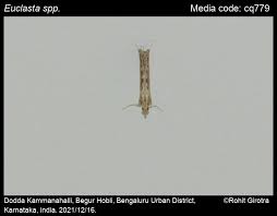 Image result for Euclasta