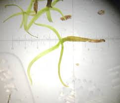 Image result for Wolffiella