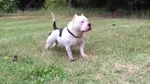 American Bully Dog Characteristic Appearance And Picture