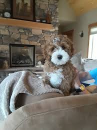 Our minis or miniature labradoodles are the result of a miniature australian labradoodle bred to a miniature or medium australian labradoodle. Moonlit Acres Teddy Dog Breeds Labradoodle Dogs