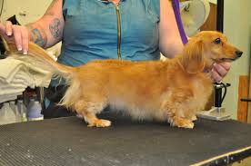 Maybe you would like to learn more about one of these? Long Haired Dachshund Grooming Novocom Top