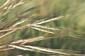 Image result for Andropogon perligulatus