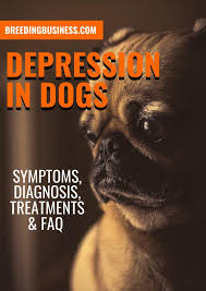 We did not find results for: Depression In Dogs Symptoms Diagnosis Treatments Faq