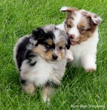 She has the most wonderful personality, she's just precious!! Australian Shepherd Puppy Blonde Australian Shepherd Puppies Australian Blonde Puppies Puppy Shep Puppies Australian Shepherd Puppies Shepherd Puppies
