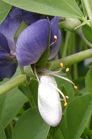 Blauwschokkers purple podded peas, 15 heirloom seeds, non gmo, pink flowers, purple pods, cool weather crop, kids garden smartseedsemporium 5 out of 5 stars (20,107) Seed Pod Wildeherb Com