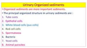 Microscopic Examination Of Urine And Other Special Tests | Ppt
