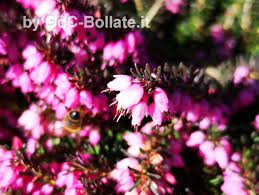 Vieni a scoprire la risposta su. Fiorellini A Grappolo Profumatissimi Che Crescono Inizio Primavera Fiori Di Settembre 19 Specie Per Un Autunno Colorato Fiori Da Giardino