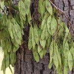 Image result for Dalbergia boehmii