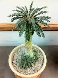 Image result for Dorstenia buchananii