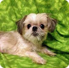 Puppy scamming is at an all time high. Houston Tx Shih Tzu Meet Yum Yum A Pet For Adoption