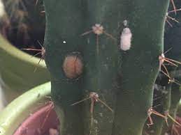 Cacti plants come in different colors, structures, and sizes. White And Brown Spots On Cacti Gardening Landscaping Stack Exchange