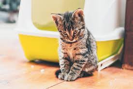 Roundworms In Cats Signs Causes And How To Treat Them Catster