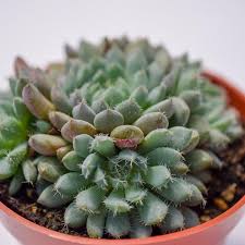 With succulent market buy succulents online from the comfort of your home. Echeveria Rundelli Echeveria Colorful Succulents Succulents