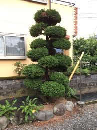 チャボヒバ 販売