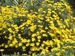 Image result for Euryops