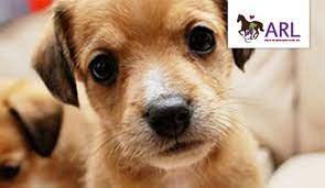 Why buy a puppy for sale if you can adopt and save a life? Foster Animal Rescue League Of Iowa