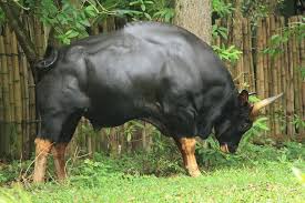 Guar Bull Big Animals Rare Animals Animals