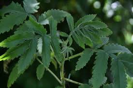Image result for Melianthaceae