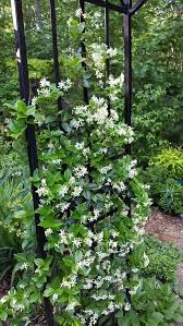 Garden Decoration With Jasmine The Most Popular Climbing Plant Garden Crafts Diy Diy Garden Climbing Plants