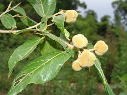 Image result for Grewia glandulosa