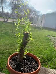 It is certainly an unusual one to find as a bonsai. 15 Best New Bonsai Dragon Willow Tree Pink Wool