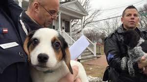 What's the best time of year to travel to keene with my pet? Teens Steal 13 Puppies From Pet Store Walk Them To Grandmother S House Manchester Ink Link