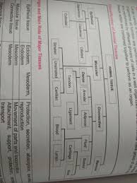 Animal Classification Flow Chart Understanding The