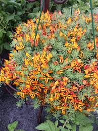 Image result for Lotus berthelotii