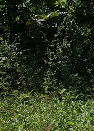 Image result for Mesosphaerum pectinatum