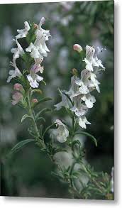 Image result for Satureja