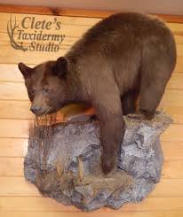 Black Bear Half Mount Clete S Taxidermy Studio Bear Mounts Taxidermy Black Bear