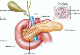 We did not find results for: What Are The Small Clusters Of Endocrine Gland Cells That Are Located In The Pancreas Socratic