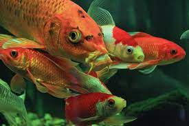 Der vermieter soll die aircondition reparieren. Eier Aquariumlog By Kamillo Koi Und Aquaristik