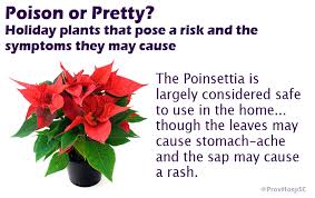 Poinsettia poisoning in dogs occurs when dogs consume all or part of the poinsettia plant. Poison Or Pretty Holiday Plants That Pose A Risk And The Symptoms They May Cause