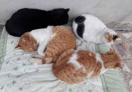 Boncuk Yumi Gumus Balli Kedi Boncuk