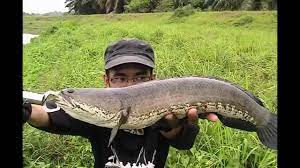 Budidaya ikan) kota banjarmasin adalah salah satu kota di indonesia yang tinggi permukaan a. Casting Ikan Haruan Or Snakehead 4 Youtube
