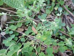 Image result for Drymaria