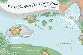 We did not find results for: Pet Aquatic Turtles And Outdoor Ponds