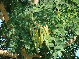 Image result for Albizia procera