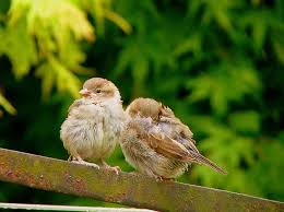 Unknown Birds Outside My Window Pin On Birds
