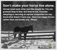 It Always Saddens Me To See Horses Natural Horse World Facebook
